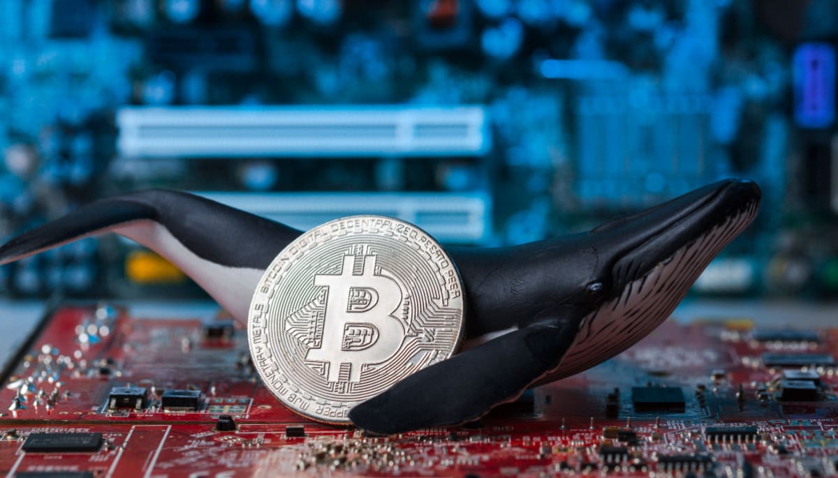 Bitcoin-Wale haben Vertrauen und kaufen massenhaft BTC