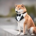 Bitcoin fällt: Startschuss für Altcoins? Pepe und Shiba sind davon überzeugt