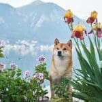 Vorsicht: Gefälschte Shiba Inu Kryptowährung im Umlauf