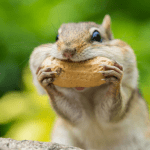 Warum steigt Peanut the Squirrel in einer Woche um 1600 %?