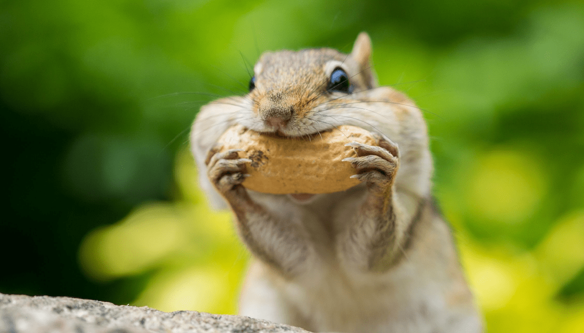 Warum steigt Peanut the Squirrel in einer Woche um 1600 %?